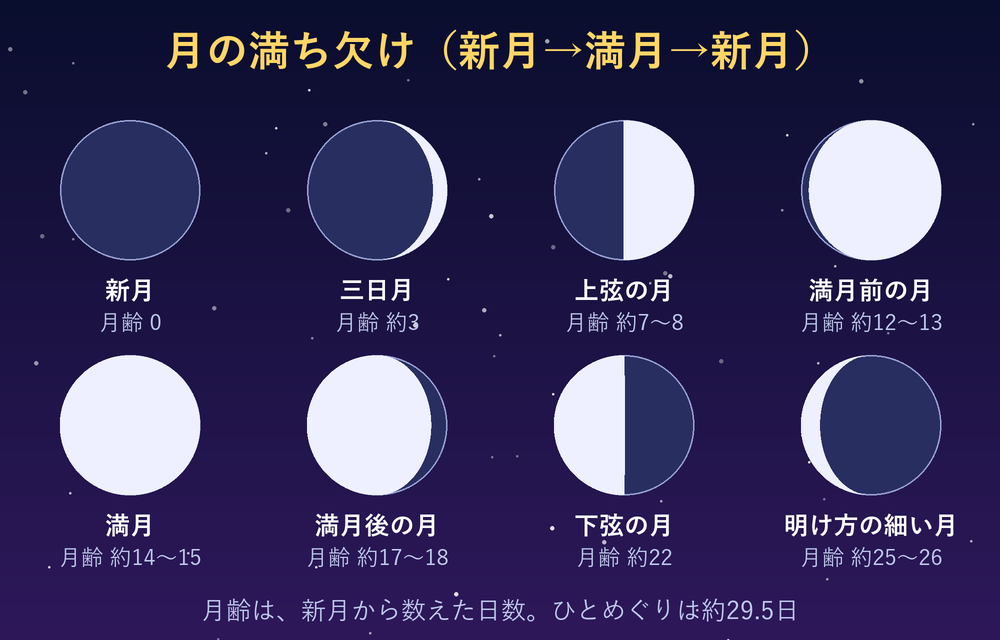 月の満ち欠けの8つの形を並べた図。新月(月齢0)、三日月(約3)、上弦の月(約7〜8)、満月前の月(約12〜13)、満月(約14〜15)、満月後の月(約17〜18)、下弦の月(約22)、明け方の細い月(約25〜26)の順に、光る部分が変わります。